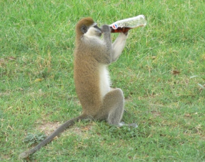 Monkey drinks Cola in Addis Ababa